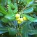 Pittosporum tobira