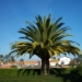 Phoenix canariensis