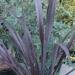 Phormium, Phormium 'all black'