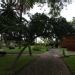 Pittospore, Pittosporum, Pittospore du japon
