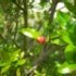 Punica granatum