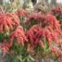 Pieris japonica 'Valley Valentine'