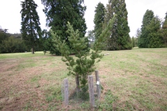 Podocarpus macrophyllus