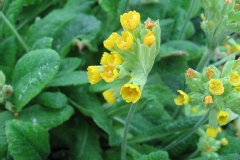 Herbe à la paralysie, Coqueluchon, Herbe de saint paul, Primevère, Coucou, Primevère officinale, Primerolle, Brérelle