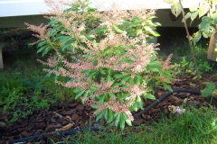 Pieris japonica