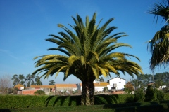 Dattier des canaries, Palmier des canaries
