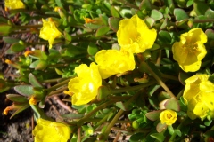 Portulaca umbraticola