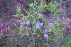 Platycladus orientalis