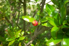 Grenadier à fleurs, Grenadier à fruits, Grenadier
