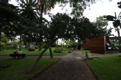 Pittospore, Pittosporum, Pittospore du japon