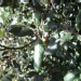 Quercus ilex