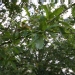 Quercus libani