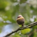 Quercus libani