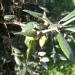 Quercus ilex