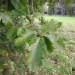 Quercus macranthera