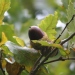 Quercus libani