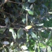 Quercus ilex