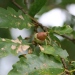 Quercus macranthera