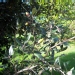 Quercus ilex