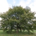 Quercus macranthera