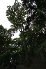 Quercus robur