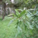 Quercus libani