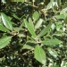 Quercus ilex