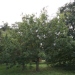 Quercus libani