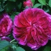 Rosa 'Charles de Mills'
