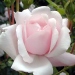 Rosa 'New Dawn'.Rose ancienne Liane