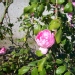 Rosa 'Centenaire de Lourdes' ®