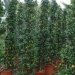 Jasmin étoilé, Faux jasmin, Jasmin de chine