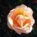 Rosier 'abbaye de cluny', Rose 'abbaye de cluny', Rosier, Rose