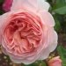Rose 'abraham darby', Rosier 'abraham darby', Rosier, Rose