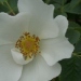 Rosa 'Gudhem'