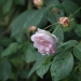 Rosa 'Treasure Trove'