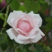 Rosa 'New Dawn'.Rose ancienne Liane