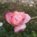 Rosa 'Isabelle Autissier'