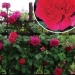 Rose 'perfumed border', Rosier 'perfumed border' - Rosa 'Perfumed Border'