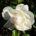 Rosa 'Opalia' ®