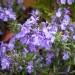 Rosmarinus officinalis 'Prostratus'