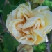 Rosa 'Marechal Niel'
