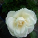 Rosa 'Opalia' ®