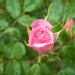 Rosa 'Pink Keops'®