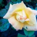 Rosa 'Louis de Funes' ®