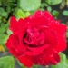 Rosa 'Fluorescent' ®