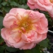 Rosa 'Marie Curie'.Floribunda