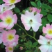 Rosa 'Ballerina'