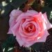 Rosa 'Astrée'