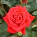 Rosa 'Karl Herbst'